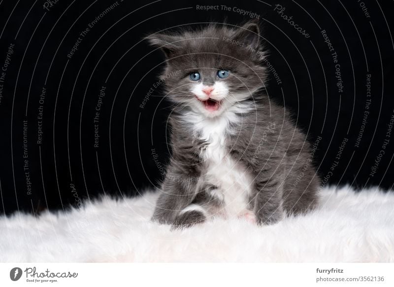 süßes blau weißes maine coon Kätzchen leckt die Lippen vor schwarzem Hintergrund Katze maine coon katze Langhaarige Katze Rassekatze Haustiere niedlich