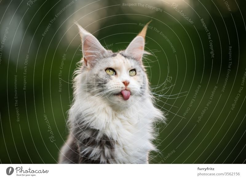 lustiges Porträt einer weißen Maine Coon Katze, die ihre Zunge rausstreckt maine coon katze Langhaarige Katze Rassekatze Haustiere niedlich bezaubernd Fell