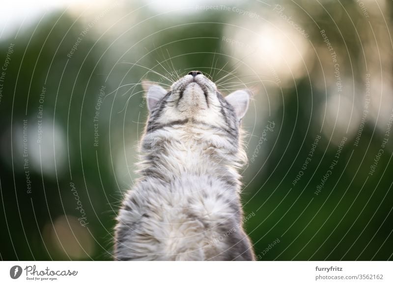 Maine Coon Katze, die draußen in der Natur in den Himmel schaut maine coon katze Langhaarige Katze Rassekatze Haustiere niedlich bezaubernd Fell fluffig
