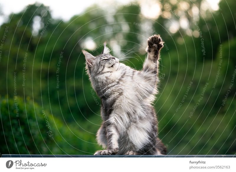 Maine Coon Katze draußen im Garten beim Spielen maine coon katze Langhaarige Katze Rassekatze Haustiere Fell fluffig katzenhaft schön silber gestromt