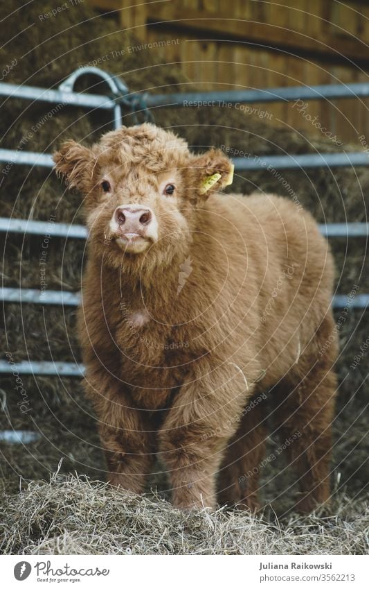 süßes Hochlandrind Kalb Schottisches Hochlandrind Tier Kuh Nutztier Außenaufnahme braun Rind Horn Tierporträt Fell Natur Baby kuschlig Schnauze Schottland