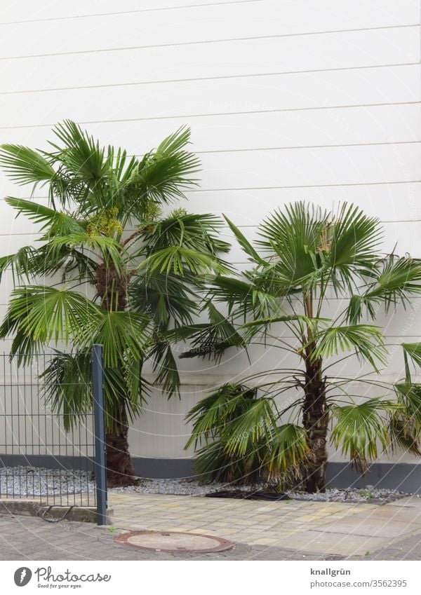 Zwei Palmen vor einer weißen Hauswand, umgeben von weißen Kieselsteinen und gepflastertem Gehweg, links daneben ein Metallzaun Garten Natur