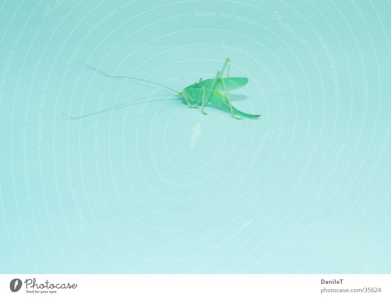 Wo ist das Gras? Fototechnik Heuschrecke hopper grass Nahaufnahme verlaufsumsetzung