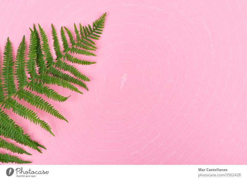 Farnblatt auf rosa Hintergrund mit Platz für Kopien auf der rechten Seite. Ansicht von oben. Konzept der grafischen Ressourcen. Wurmfarn Blätter Postkarte Flora