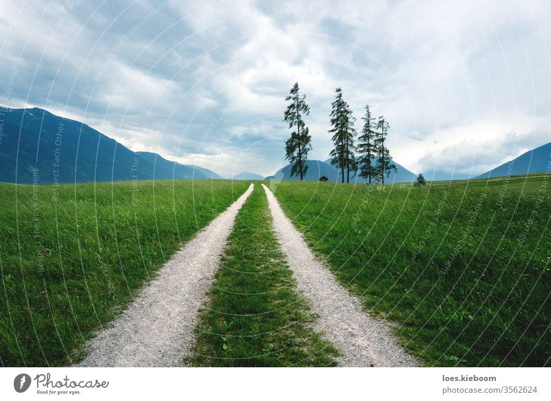 Schotterstraße durch stürmische Graslandschaft mit riesigen Kiefern in den österreichischen Alpen, Mieminger Plateau, Tirol, Österreich Landschaft grün Sommer