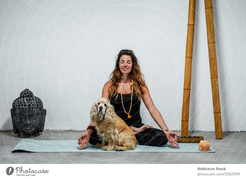 Gelassene Frau praktiziert Yoga in Lotus-Pose in der Nähe des Hundes meditieren üben padmasana Inhalt Konzentration Windstille Gelassenheit