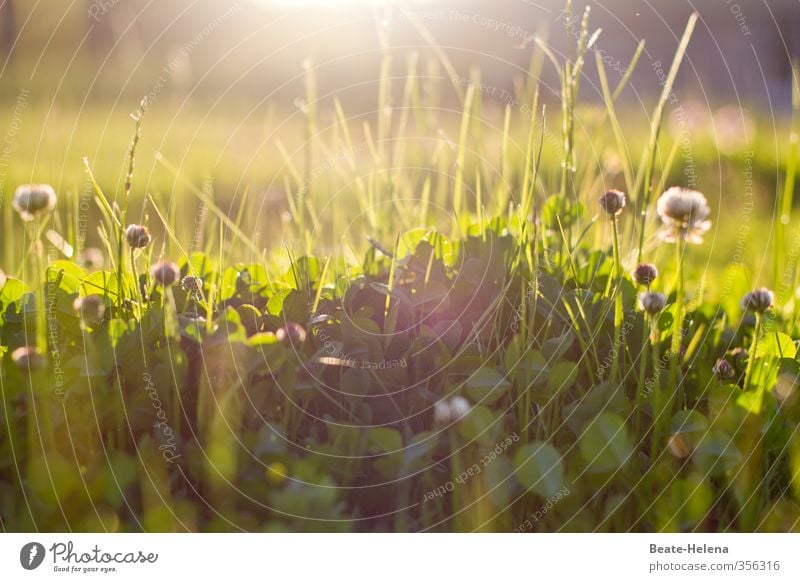 morning has broken Sommer Natur Landschaft Sonne Sonnenlicht Schönes Wetter Pflanze Gras Klee Wiese entdecken genießen glänzend natürlich grün Gefühle