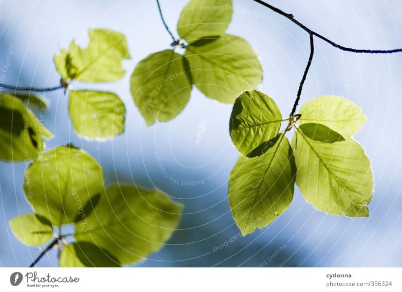 Buchenblätter Gesundheit Leben harmonisch Wohlgefühl Erholung ruhig Umwelt Natur Himmel Frühling Sommer Pflanze Baum Blatt ästhetisch einzigartig erleben