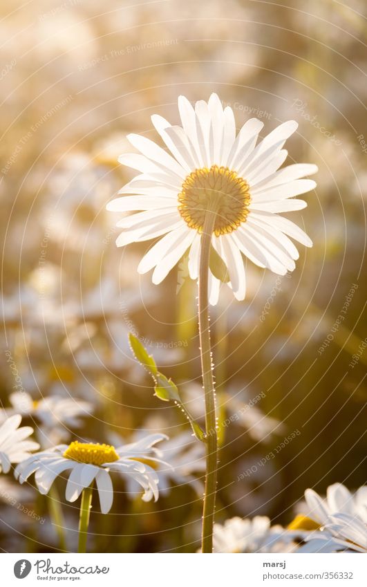 Letztes Sonnenbad Natur Pflanze Frühling Sommer Schönes Wetter Blume Blüte Grünpflanze Wildpflanze Margerite Margeritenwiese Blühend genießen leuchten träumen