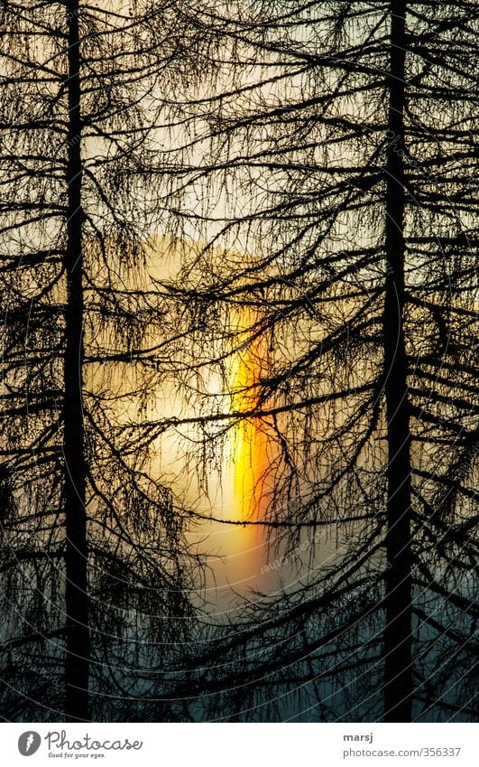 Juhui Umwelt Natur Sonnenaufgang Sonnenuntergang Sonnenlicht Frühling Herbst Wetter Schönes Wetter Baum Lärche Wald leuchten außergewöhnlich Glück natürlich