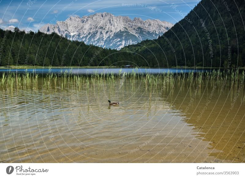 Eine Ente schwimmt im Bergsee Wildtier Alpen Gipfel Vogel See Wasser Berge u. Gebirge Schönes Wetter Landschaft Natur Himmel Pflanze Wald Binsen blau Seeufer
