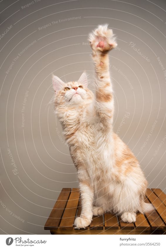 verspielte Maine Coon Katze, die auf einem Holztisch sitzt und die Pfote hebt Haustiere Rassekatze maine coon katze Ohrbüschel lang Quaste schön fluffig Fell