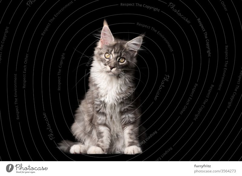 Studioporträt einer blue tabby Maine Coon-Katze, die in die Kamera blickt und den kopf neigt Haustiere Rassekatze maine coon katze Ohrbüschel lang Quaste schön