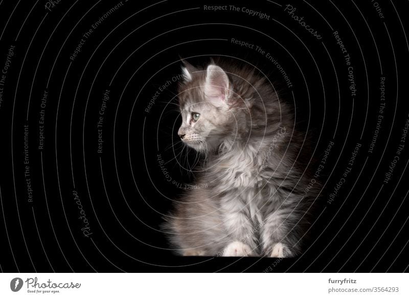 Studioporträt eines 8 Wochen alten Maine Coon Kätzchens sitzend und zur Seite blickend Katze Haustiere Rassekatze maine coon katze Ohrbüschel lang Quaste schön
