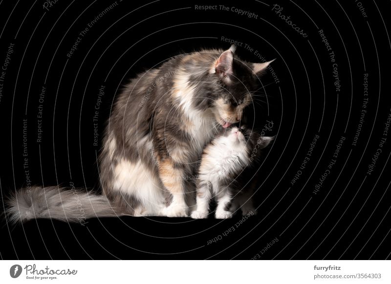 Studioporträt eines 8 Wochen alten Maine Coon Kätzchens mit Katzenmutter, die das Gesicht leckt Haustiere Rassekatze maine coon katze Ohrbüschel lang Quaste