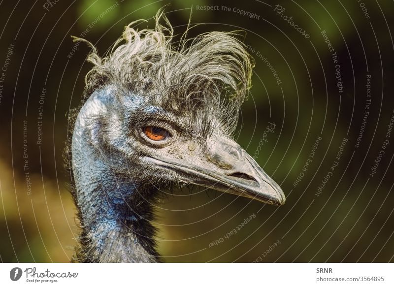 Porträt von Emu Tier Vogel Vogelwelt Rechnung Fauna gefiedert federleicht flugunfähig einheimischer Vogel Hals Strauß gehockt Gefieder Laufvogel