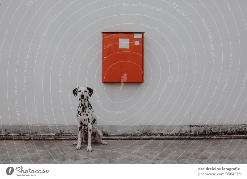 Feuerwehr Feuerwehrhund Dalmatiner New York City Hund Lebensretter sitzen warten aufmerksam aufpassen NYC rot roter Kasten Notfallschrank Notkasten