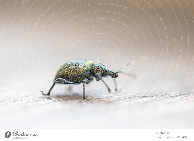 Makroaufnahme eines grünen Käfers Insekt Dickmaulrüssler Tier Makrofoto Krabbler kriechen klein Mini winzig Natur Schädling Nützling Fühler kriechtier Insekten