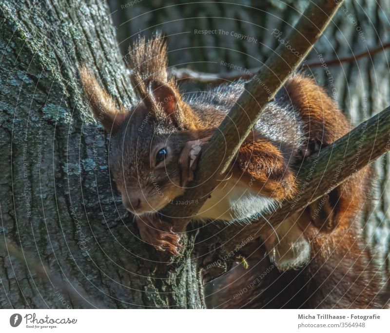Schlummerndes Eichhörnchen im Baum Sciurus vulgaris Tiergesicht Kopf Auge Nase Ohr Maul Krallen Fell Nagetiere Wildtier Natur Sonnenlicht Schönes Wetter