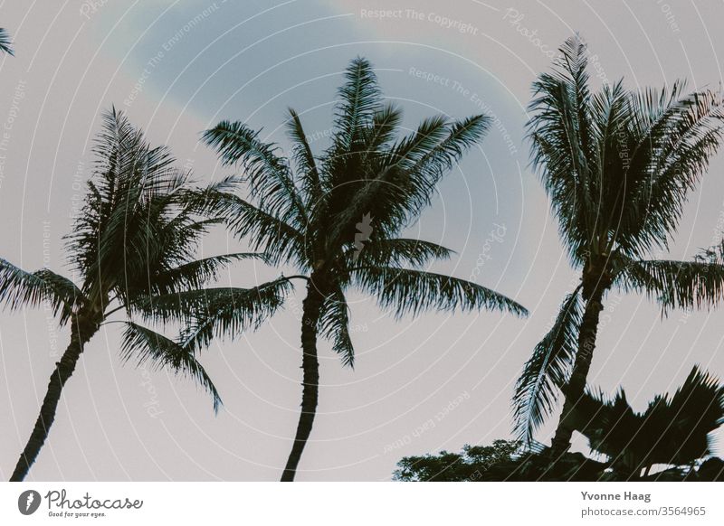 blaue Palmen Palmenwedel Palmenstrand Ferien & Urlaub & Reisen Natur Menschenleer Farbfoto Umwelt Sommer Sommerurlaub Baum Tourismus Sonnenlicht Strand