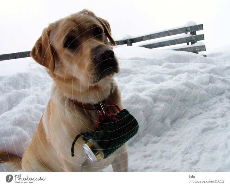 Bierhund Hund Labrador Winter Dose Zusteller Halsband Schnee Hundehalsband