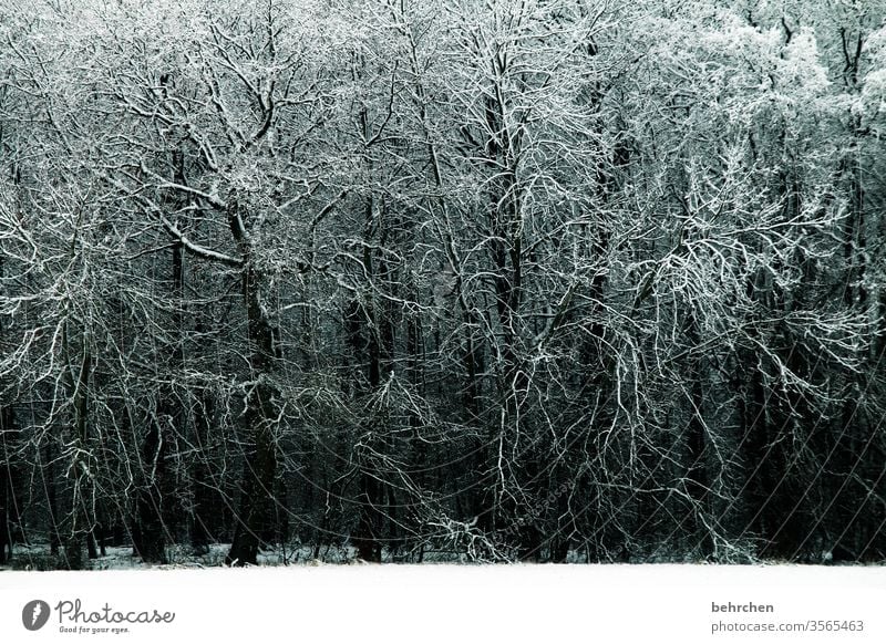 verzweigt Zweige u. Äste ruhig Winterwald Winterstimmung Märchenhaft Wintertag Winterspaziergang geheimnisvoll Märchenwald Nebel Menschenleer Raureif