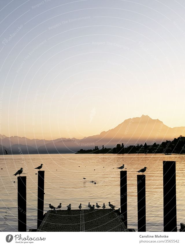 Aufgereihte Vögel auf einem Bootssteg. Blick von Küssnacht am Rigi zum Pilatus (Schweiz) pilatus schweiz vögel Außenaufnahme Berge u. Gebirge Himmel