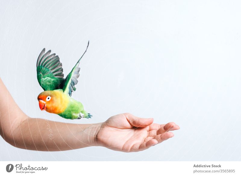 Kleiner bunter Papagei auf weiblicher Hand Vogel Liebesvogel farbenfroh wenig niedlich exotisch tropisch Fauna Schnabel wild hell lebhaft Tier pulsierend