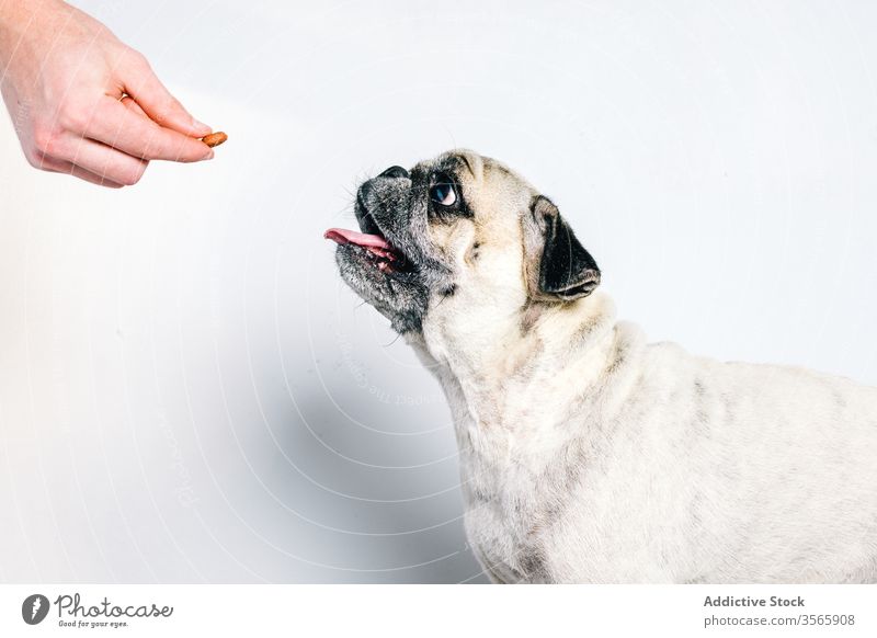 Besitzer gibt Hund Futter Haustier Lebensmittel Snack essen Hand geben züchten Mops Tier Eckzahn heimisch Gesundheit Freund Reinrassig niedlich bezaubernd