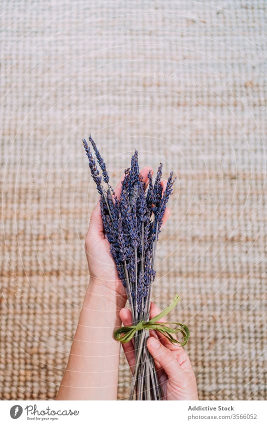 Anonyme Person aromatischer Lavendelzweig Blumenstrauß duftig purpur zerbrechlich getrocknet Bändchen gebunden Blütezeit Vorleger Pflanze gewebt tagsüber
