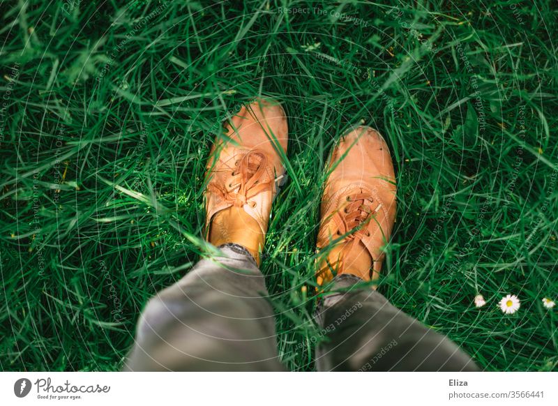Eine Person steht in der grünen Wiese, man sieht nur ihre Beine und Schuhe von oben betrachtet Füße Sommer Sonnenlicht Gänseblümchen Gras Rasen Garten Natur