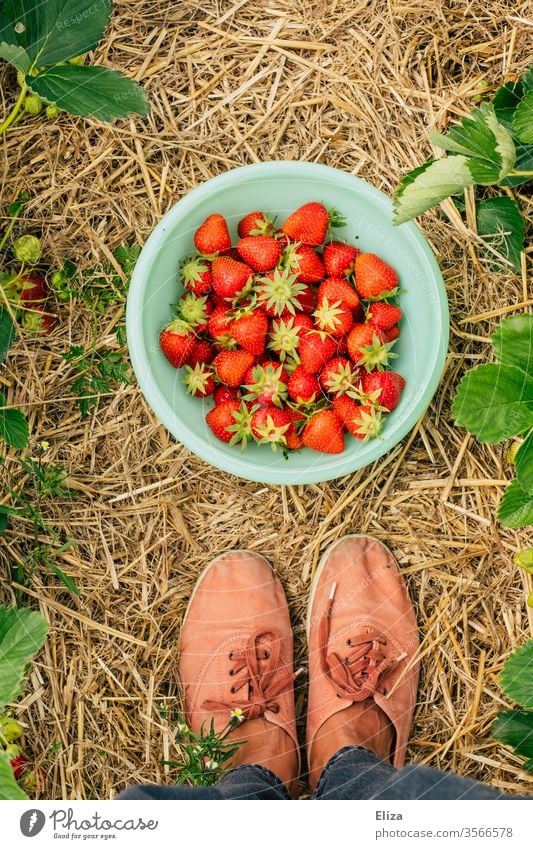 Eine Person steht im Erdbeerfeld vor einer Schüssel mit frischen selbst gepflückten Erdbeeren Erdbeerzeit sammeln Füße reif Feld gesammelt Stroh lokal Pflücken