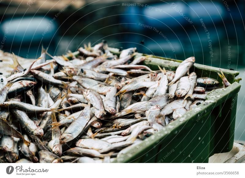 Viele frische gefangene silberne Fische auf einem Haufen in einer Kiste Fischfang viele Fischereiwirtschaft Schuppen Fischmarkt Totes Tier Nahaufnahme Ernährung