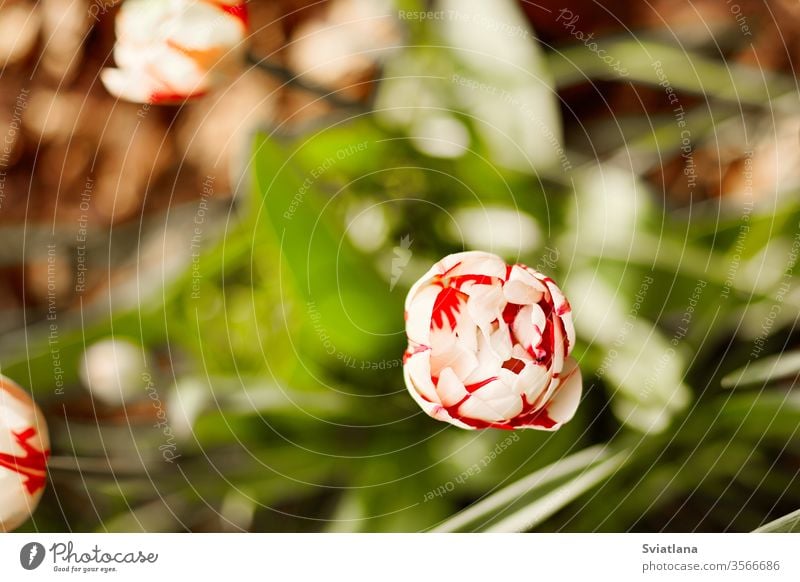 Eine weiß-rote Tulpe blüht vor einem Hintergrund von grünem Laub. Tulpe, Nahaufnahme, Draufsicht Top Frühling Blume Ansicht schließen Tag Schönheit Pflanze
