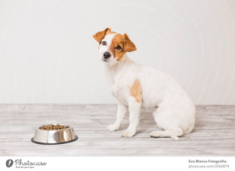 süßer kleiner Hund sitzt und wartet darauf, seinen Napf mit Hundefutter zu fressen. Haustiere im Haus. Konzept niedlich Schalen & Schüsseln Gesundheit hungrig