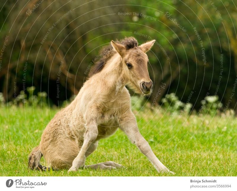 A pretty and cute dun horse foal of an Icelandic horse is trying to get up from the green meadow, very clumsy animal pony dun colored grass pelt sun spring
