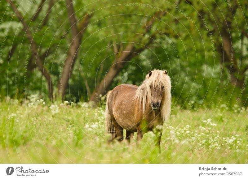 Wunderschöne trächtige Stute mit farbenfrohem Fell auf der Wiese, die auf die Geburt ihrer Fohlen wartet schwanger Freiheit pferdeähnlich Pferd Schönheit Natur