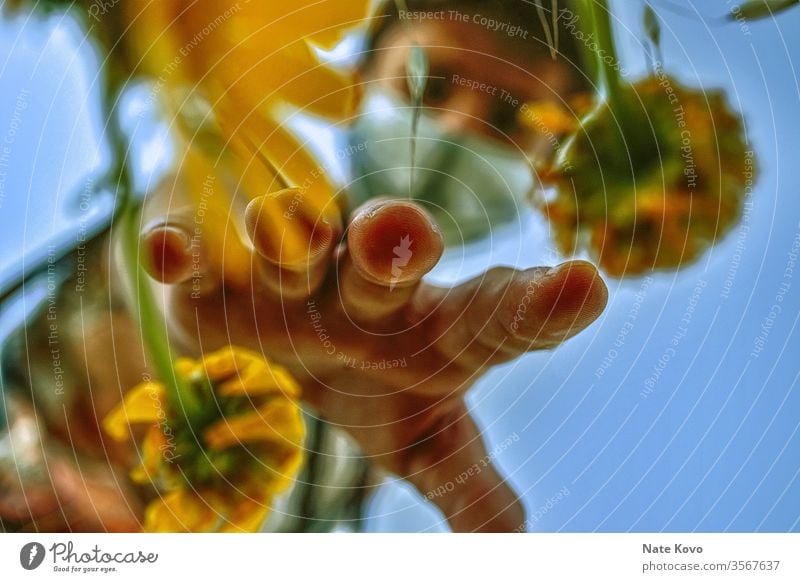 Gärtner mit Maske, der in eine Gruppe von gelben Blumen greift, um eine der gelben Blumen zu pflücken vergilbt Gelbstich gelb-orange gelbgold Hand Garten