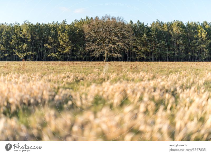 Kahler Baum inmitten von grünen Bäumen und einer trockenen Wiese allein erstaunlich Hintergrund kahl unverhüllt schön Schönheit Ast Cloud farbenfroh Land