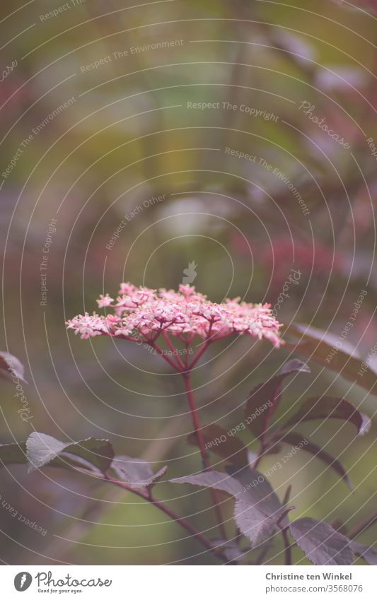 Rosa Blüte des schwarzen Holunders / Sambucus nigra  mit schwacher Tiefenschärfe schwarzer Holunder Elder Holunderblüte Natur Strauch Pflanze Laub duftend rosa