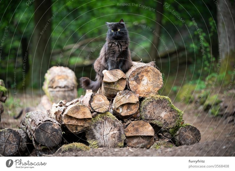 flauschige schwarze Langhaarkatze die auf einem Haufen von Baumstämmen im Wald sitzt Katze Haustiere Mischlingskatze im Freien Natur Langhaarige Katze