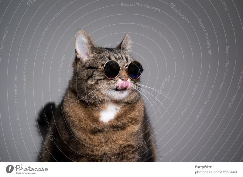 Studioporträt einer übergewichtigen Katze mit Sonnenbrille, die sich über die Lippen leckt Haustiere Tabby Kurzhaarkatze Studioaufnahme Textfreiraum katzenhaft