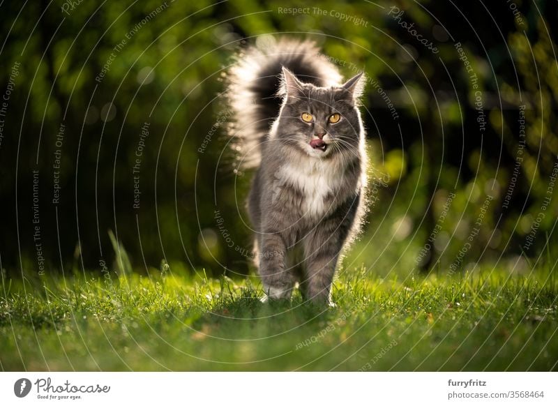 Maine Coon Katze mit flauschigem Schwanz im Sonnenlicht draußen auf dem Rasen Haustiere Rassekatze Langhaarige Katze maine coon katze weiß blau gestromt sonnig