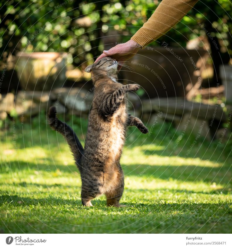 Tierbesitzer streichelt getigerte Katze draußen im Garten Haustiere Tabby Vorder- oder Hinterhof Gras Natur Pflanzen katzenhaft Fell Rasen grün sich aufbäumen