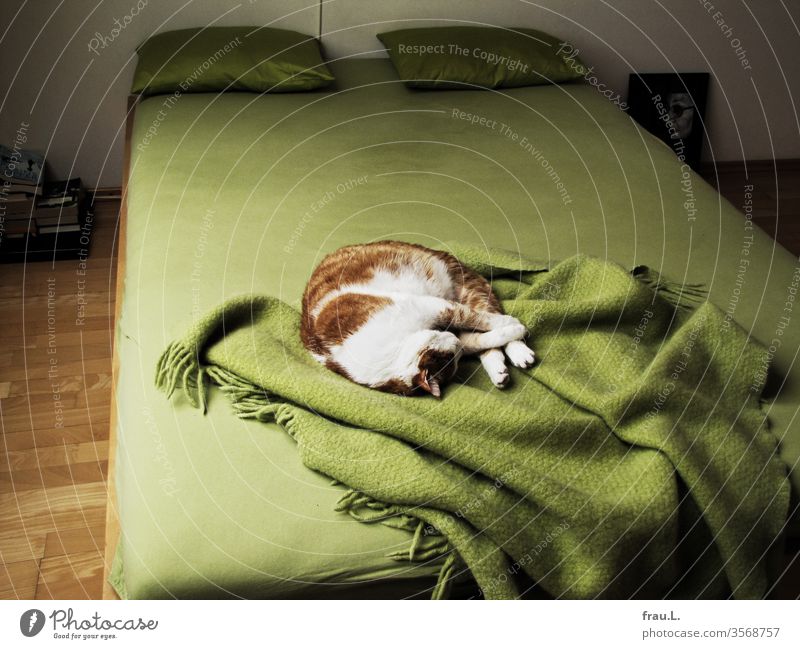 Grün steht mir gut, miaute der rot-weiße Kater und schlief auf dem großen Bett zufrieden ein. Katze Tier Haustier schlafen Wolldecke Kissen Schlafzimmer