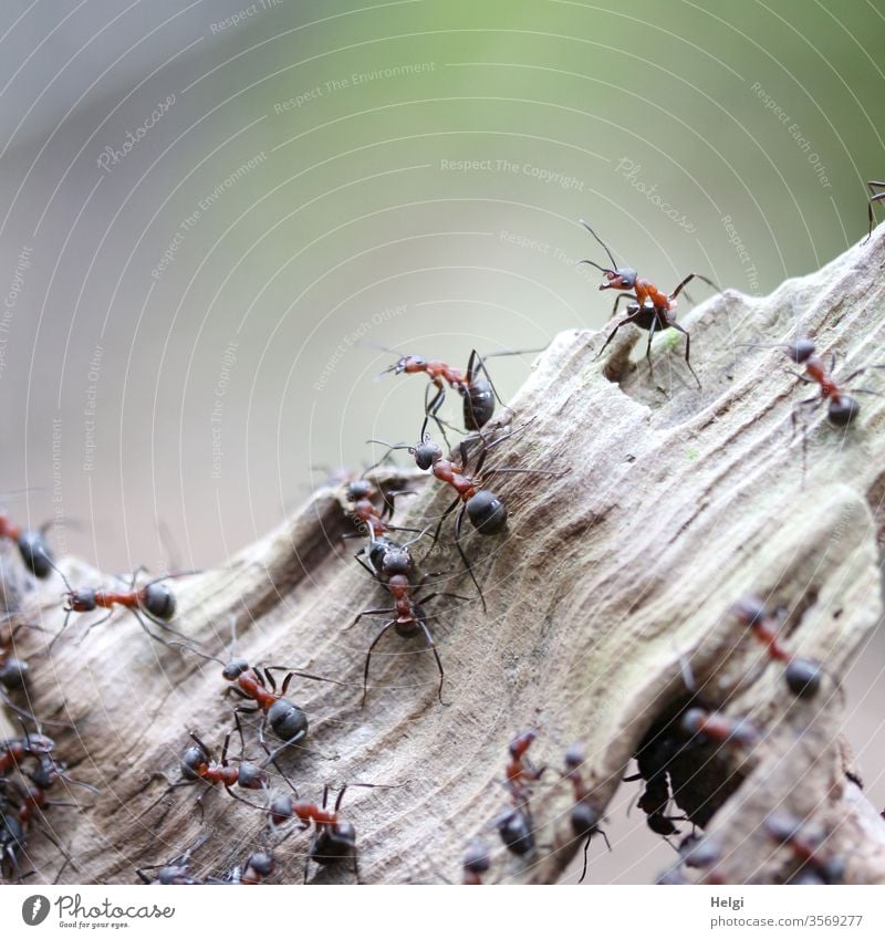 Nahaufnahme von fleissigen Waldameisen auf einem Stück Holz in freier Natur Ameise Tier Insekt Wildtier Umwelt krabbeln Naurschutz Außenaufnahme Menschenleer
