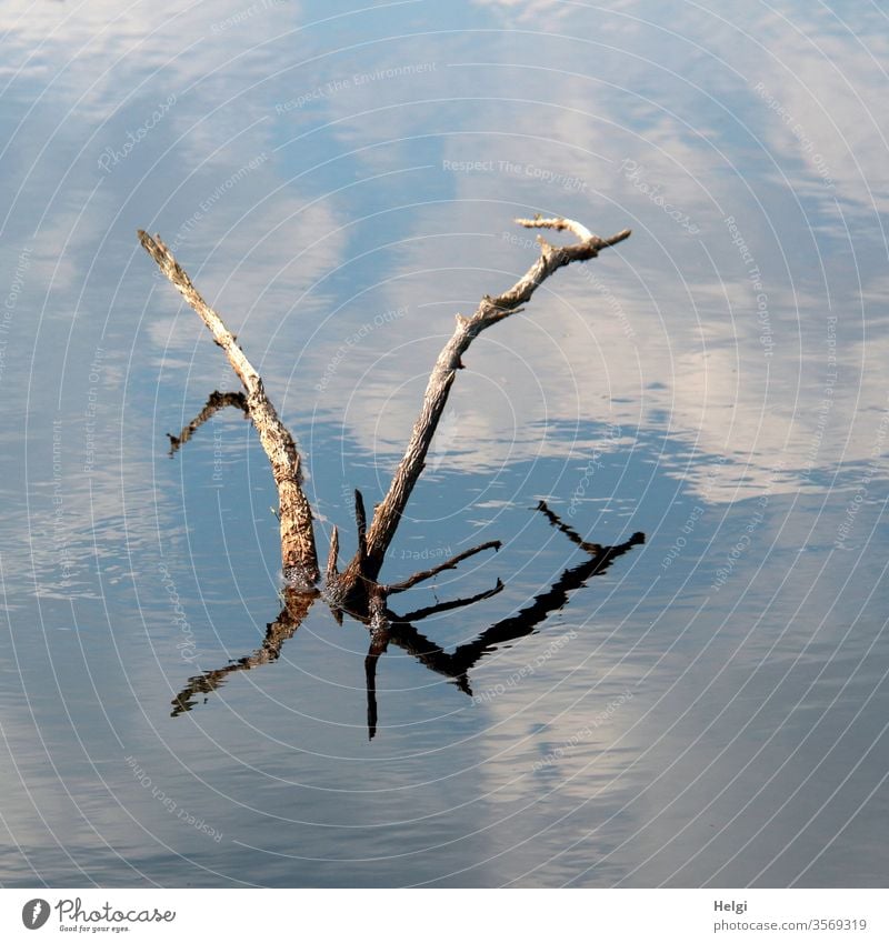 Seeungeheuer - vertrocknete Äste ragen aus einem Moorsee und spiegeln sich und den blauen Himmel mit Wolken Ast Spiegelung schönes Wetter bizarr Natur Umwelt