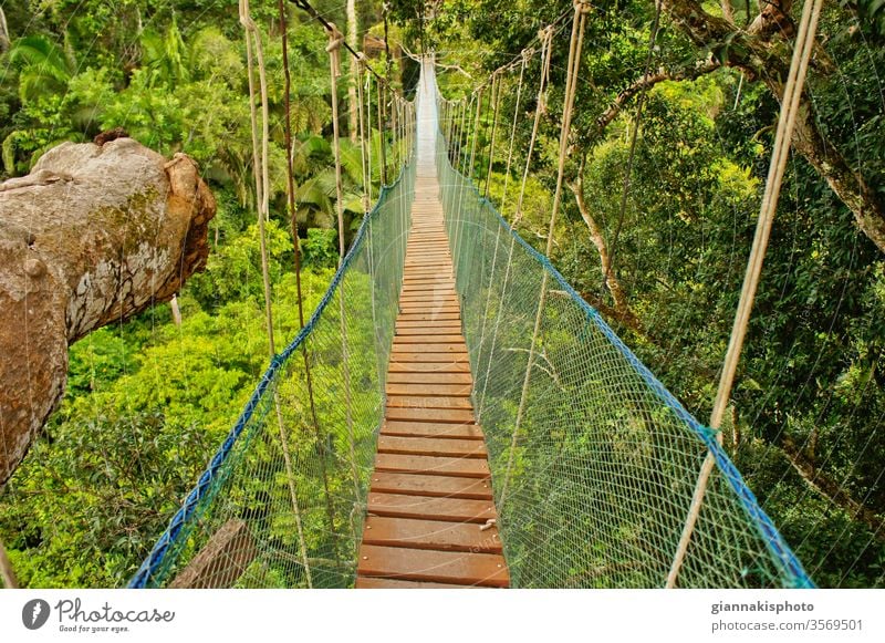 Hängebrücke zwischen zwei grossen Bäumen, Amazonasbecken, Peru, Südamerika Abenteuer Amazonas-Becken schön Schönheit der Natur Farbe farbenfroh extrem Dschungel