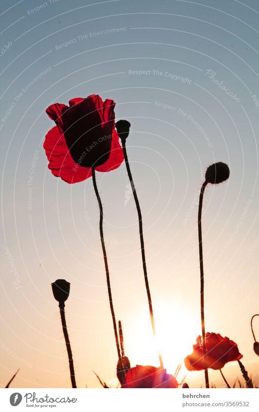 murmeltier Sonnenaufgang Blütenblatt Abenddämmerung Dämmerung Himmel Menschenleer Umwelt Wärme Wildpflanze Farbfoto Außenaufnahme Mohnfeld rot Pflanze Natur