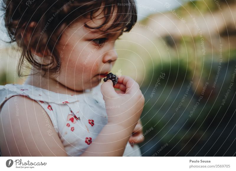 Kleines Mädchen isst Brombeeren Brombeerbusch Kind Bioprodukte organisch Gesundheit Gesunde Ernährung Lifestyle Kaukasier Diät lecker Blaubeeren Nahaufnahme